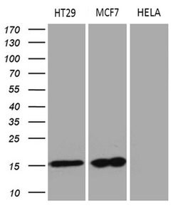 AGR2 Monoclonal Antibody (OTI2B10), TrueMAB , OriGene 100 &mu;L; Unconjugated:Antibodies,