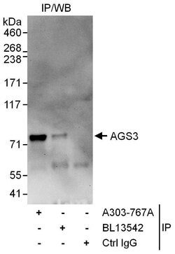 AGS3 Rabbit anti-Human, Polyclonal, Bethyl Laboratories 10 &mu;l; Unlabeled:Antibodies,