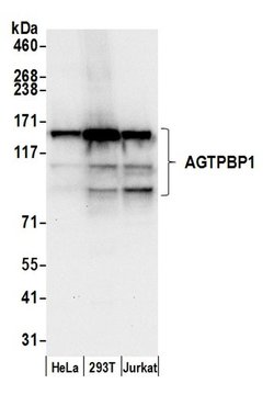AGTPBP1 Polyclonal Antibody, Bethyl Laboratories:Antibodies:Primary Antibodies