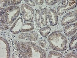 AGTPBP1 Monoclonal Antibody (OTI9A3), TrueMAB , OriGene 100 &mu;L; Unconjugated:Antibodies,