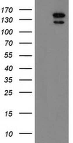 AGTPBP1 Monoclonal Antibody (OTI1C8), TrueMAB , OriGene 100 &mu;L; Unconjugated:Antibodies,