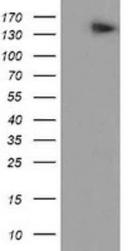 AGTPBP1 Mouse anti-Human, Clone: OTI9B8, lyophilized, TrueMAB 100 &mu;g;