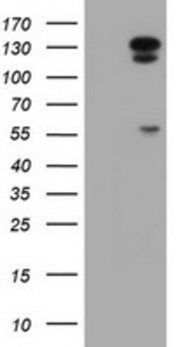 AGTPBP1 Mouse anti-Human, Clone: OTI9D11, lyophilized, TrueMAB 100 &mu;g;