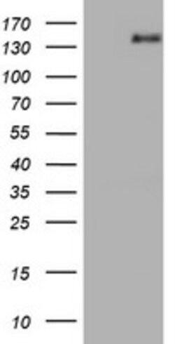 AGTPBP1 Mouse anti-Human, Clone: OTI9C8, lyophilized, TrueMAB 100 &mu;g;