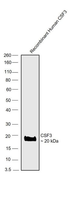 Invitrogen G-CSF Monoclonal Antibody (BVD13-3A5) 500 &mu;g; Unconjugated:Antibodies,