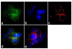 Invitrogen G-CSF Monoclonal Antibody (BVD13-3A5) 500 &mu;g; Unconjugated:Antibodies,