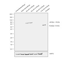 c-Myc Monoclonal Antibody (9 E11), Invitrogen 100&mu;g; Unconjugated:Antibodies,