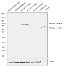 c-Myc Monoclonal Antibody (9 E11), Invitrogen 100&mu;g; Unconjugated:Antibodies,