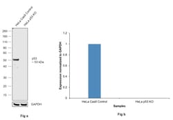 Invitrogen p53 Monoclonal Antibody (DO-1) 500 &mu;L; Unconjugated:Antibodies,