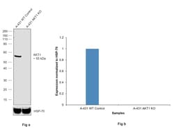 Invitrogen AKT1 Monoclonal Antibody (9Q7) 100 &mu;g; Unconjugated:Antibodies,
