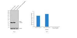 Invitrogen HSP27 Polyclonal Antibody 100 &mu;g; Unconjugated:Antibodies,