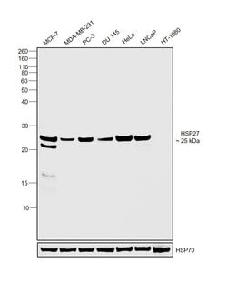 Invitrogen HSP27 Polyclonal Antibody 100 &mu;g; Unconjugated:Antibodies,