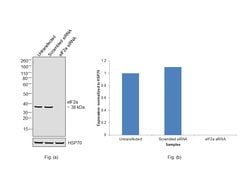 EIF2S1 Polyclonal Antibody, Invitrogen 100 &mu;g; Unconjugated:Antibodies,