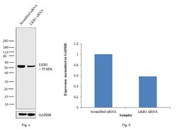 Invitrogen LKB1 Monoclonal Antibody (206R24) 100 &mu;g; Unconjugated:Antibodies,