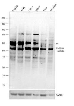 Invitrogen TGFBR1 Monoclonal Antibody (234R32) 100 &mu;g; Unconjugated:Antibodies,