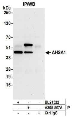 AHSA1 Rabbit anti-Human, Polyclonal, Bethyl Laboratories 10 &mu;l; Unlabeled:Antibodies,