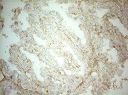 AHSA1 Mouse anti-Human, Clone: OTI1D2, lyophilized, TrueMAB 100 &mu;g;