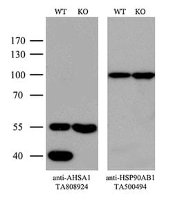 AHSA1 Mouse anti-Human, Clone: OTI1D2, lyophilized, TrueMAB 100 &mu;g;
