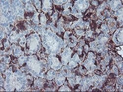 AHSG Mouse anti-Human, Clone: OTI2H2, lyophilized, TrueMAB 100 &mu;g; Unconjugated:Antibodies,