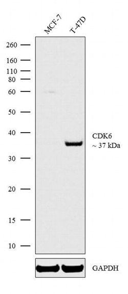 CDK6 Monoclonal Antibody (K6.83 (DCS-83)), Invitrogen 500 &mu;L; Unconjugated:Antibodies,