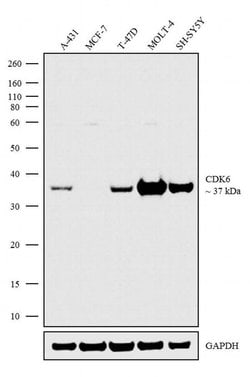 CDK6 Monoclonal Antibody (K6.83 (DCS-83)), Invitrogen 500 &mu;L; Unconjugated:Antibodies,