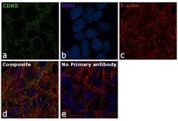 CDK5 Monoclonal Antibody (DC34), Invitrogen 500 &mu;L; Unconjugated:Antibodies,