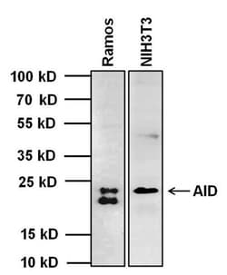 Invitrogen AID Monoclonal Antibody (1AID-2E11) 50 &mu;L; Unconjugated:Antibodies,