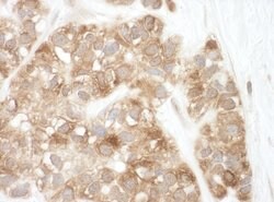AIF Rabbit anti-Human, Polyclonal, Bethyl Laboratories 100 &mu;l; Unlabeled:Antibodies,