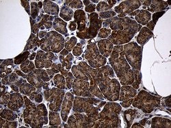 AIFM1 Monoclonal Antibody (OTI4E6), TrueMAB , OriGene 100 &mu;L; Unconjugated:Antibodies,