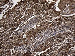 AIFM1 Monoclonal Antibody (OTI4E6), TrueMAB , OriGene 100 &mu;L; Unconjugated:Antibodies,