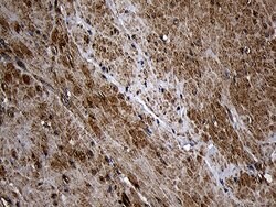 AIFM1 Monoclonal Antibody (OTI4E6), TrueMAB , OriGene:Antibodies:Primary
