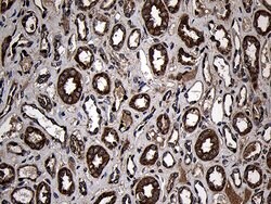 AIFM1 Monoclonal Antibody (OTI4E6), TrueMAB , OriGene 100 &mu;L; Unconjugated:Antibodies,