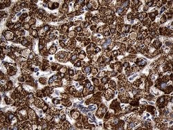 AIFM1 Monoclonal Antibody (OTI4E6), TrueMAB , OriGene 100 &mu;L; Unconjugated:Antibodies,