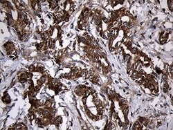 AIFM1 Monoclonal Antibody (OTI4E6), TrueMAB , OriGene 100 &mu;L; Unconjugated:Antibodies,