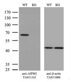 AIFM1 Monoclonal Antibody (OTI4E6), TrueMAB , OriGene 100 &mu;L; Unconjugated:Antibodies,