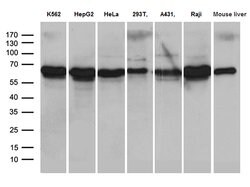 AIFM1 Monoclonal Antibody (OTI4E6), TrueMAB , OriGene 100 &mu;L; Unconjugated:Antibodies,