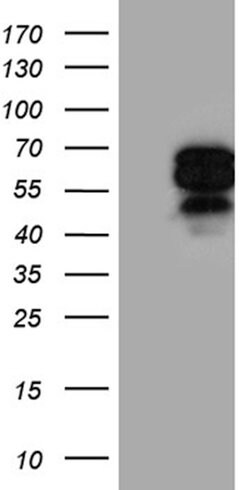 AIFM1 Mouse anti-Human, Clone: OTI8B8, lyophilized, TrueMAB 100 &mu;g;