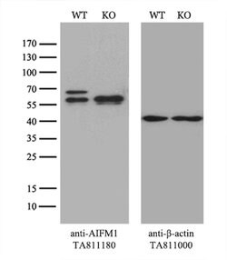 AIFM1 Mouse anti-Human, Clone: OTI8B8, lyophilized, TrueMAB 100 &mu;g;