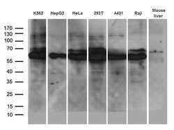 AIFM1 Mouse anti-Human, Clone: OTI8B8, lyophilized, TrueMAB 100 &mu;g;
