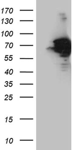 AIFM1 Monoclonal Antibody (OTI5D2), TrueMAB , OriGene 30 &mu;L; Unconjugated:Antibodies,
