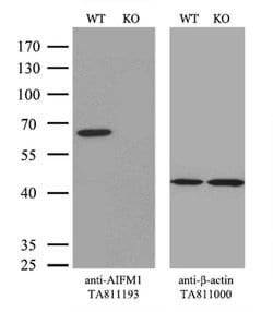 AIFM1 Monoclonal Antibody (OTI5D2), TrueMAB , OriGene 30 &mu;L; Unconjugated:Antibodies,