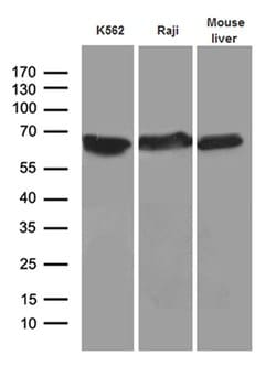 AIFM1 Monoclonal Antibody (OTI5D2), TrueMAB , OriGene 30 &mu;L; Unconjugated:Antibodies,