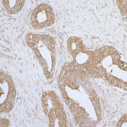 AIMP1/EMAPII/SCYE1 Rabbit anti-Human, Mouse, Polyclonal, Bethyl Laboratories