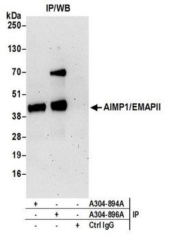 AIMP1/EMAPII/SCYE1 Rabbit anti-Human, Mouse, Polyclonal, Bethyl Laboratories