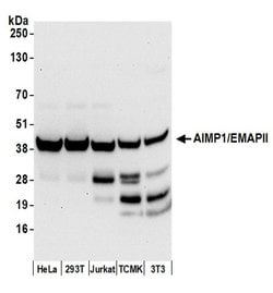 AIMP1/EMAPII/SCYE1 Rabbit anti-Human, Mouse, Polyclonal, Bethyl Laboratories