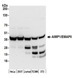 AIMP1/EMAPII/SCYE1 Polyclonal Antibody, Bethyl Laboratories:Antibodies:Primary