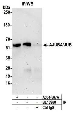 AJUBA/JUB Rabbit anti-Human, Polyclonal, Bethyl Laboratories 100 &mu;L;