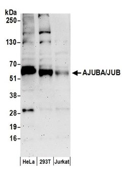 AJUBA/JUB Rabbit anti-Human, Polyclonal, Bethyl Laboratories 100 &mu;L;