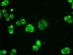 AK1 Mouse anti-Human, Clone: OTI19D1, liquid, TrueMAB 100 &mu;L; Unconjugated:Antibodies,