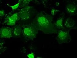 AK1 Mouse anti-Human, Clone: OTI8A1, lyophilized, TrueMAB 100 &mu;g; Unconjugated:Antibodies,